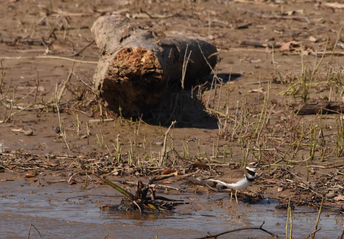 Killdeer - ML415750251