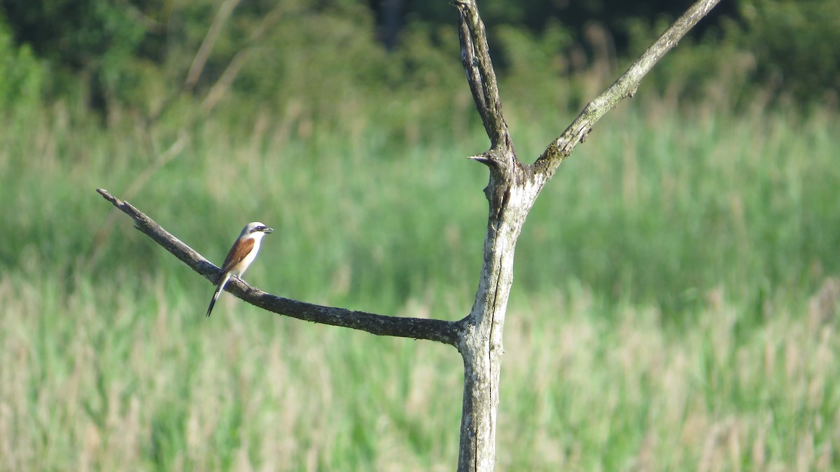 Red-backed Shrike - Anonymous