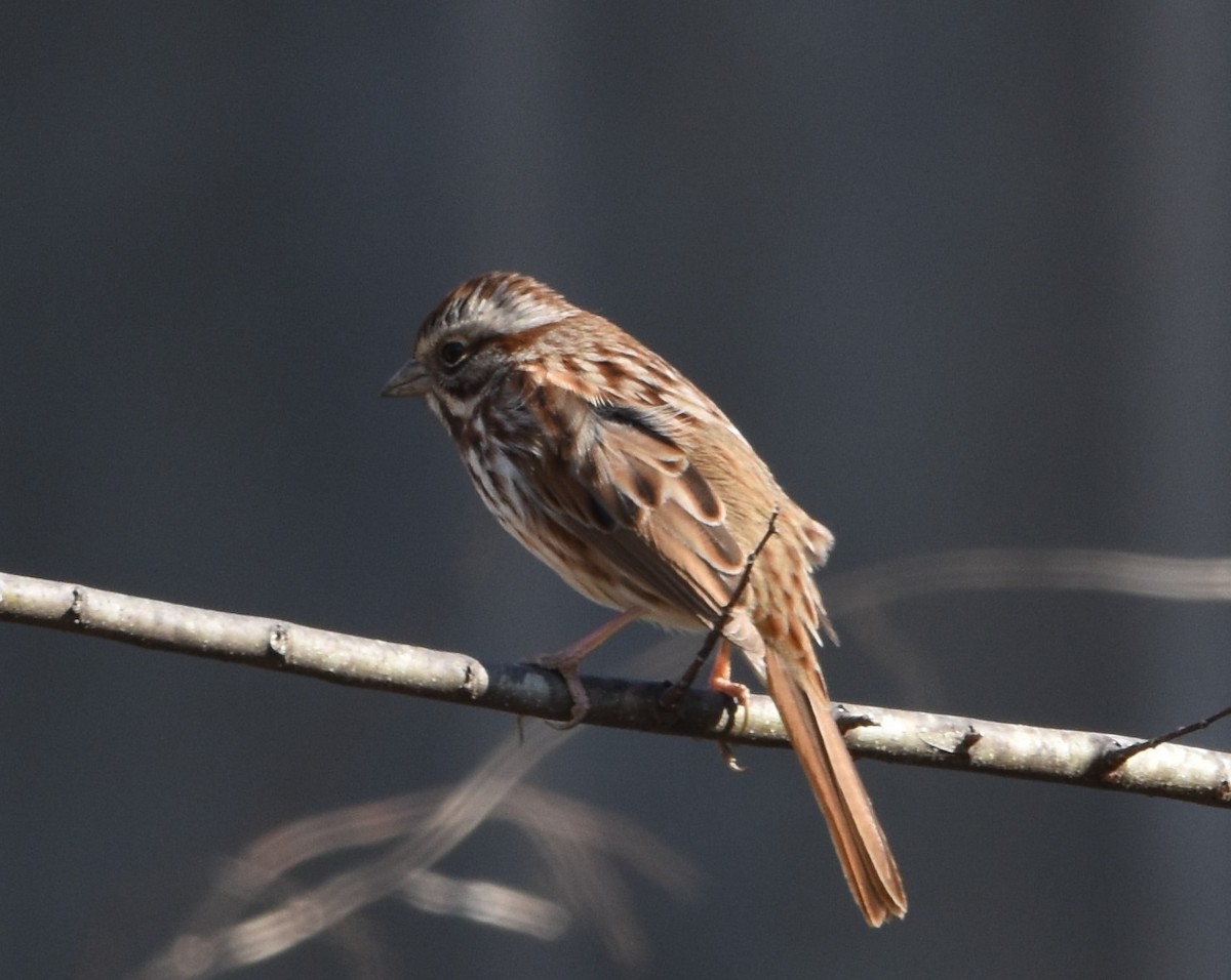 Song Sparrow - ML415750531