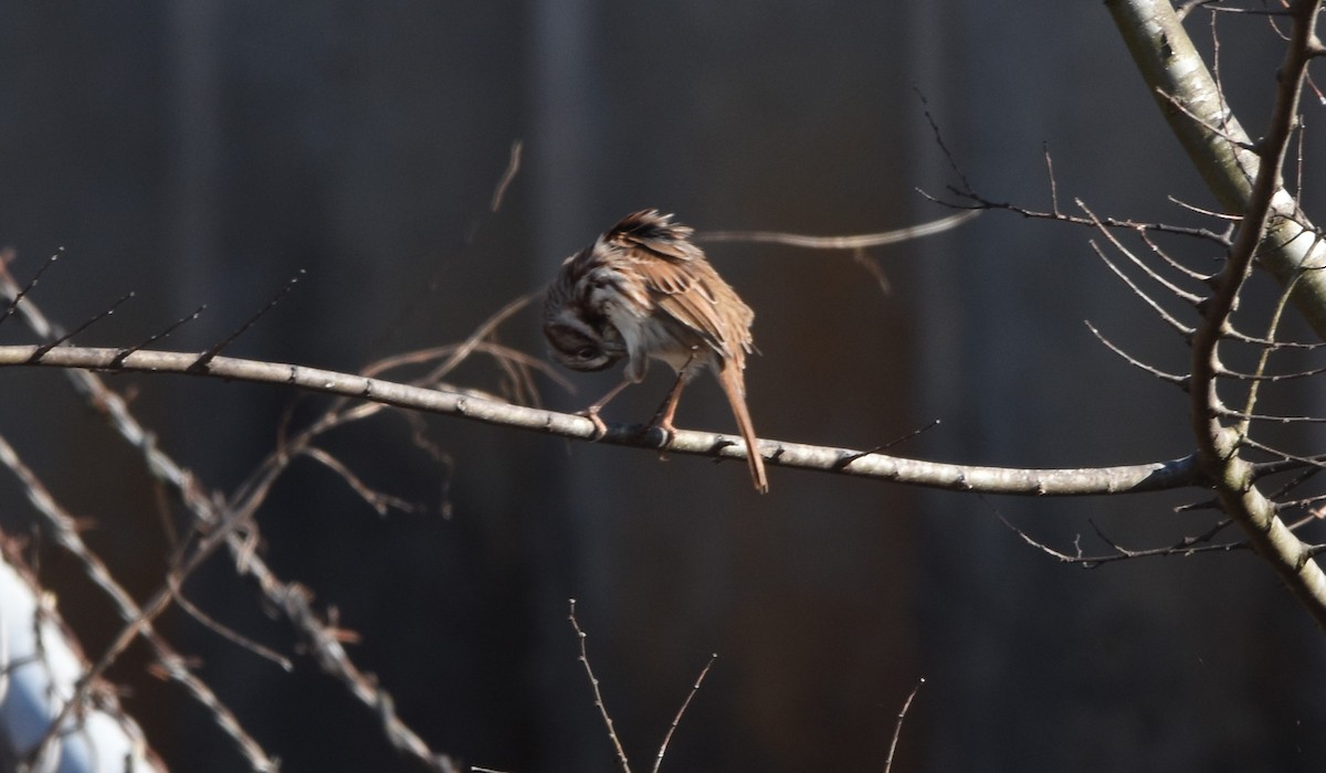 Song Sparrow - ML415750561