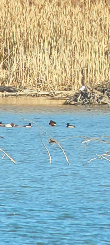 Ferruginous Duck - ML415752221