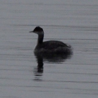 Eared Grebe - ML41575241