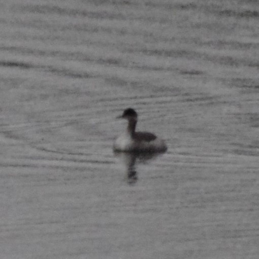 Eared Grebe - ML41575261