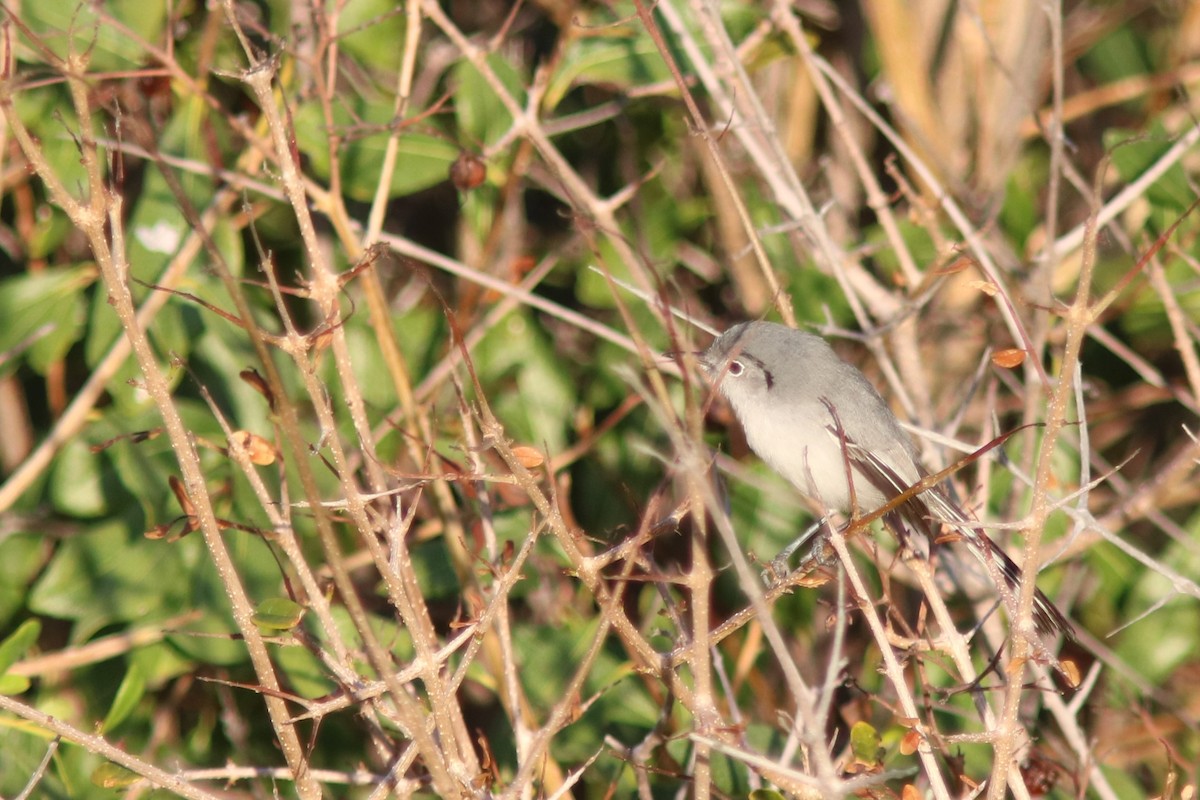 Cuban Gnatcatcher - ML415754501