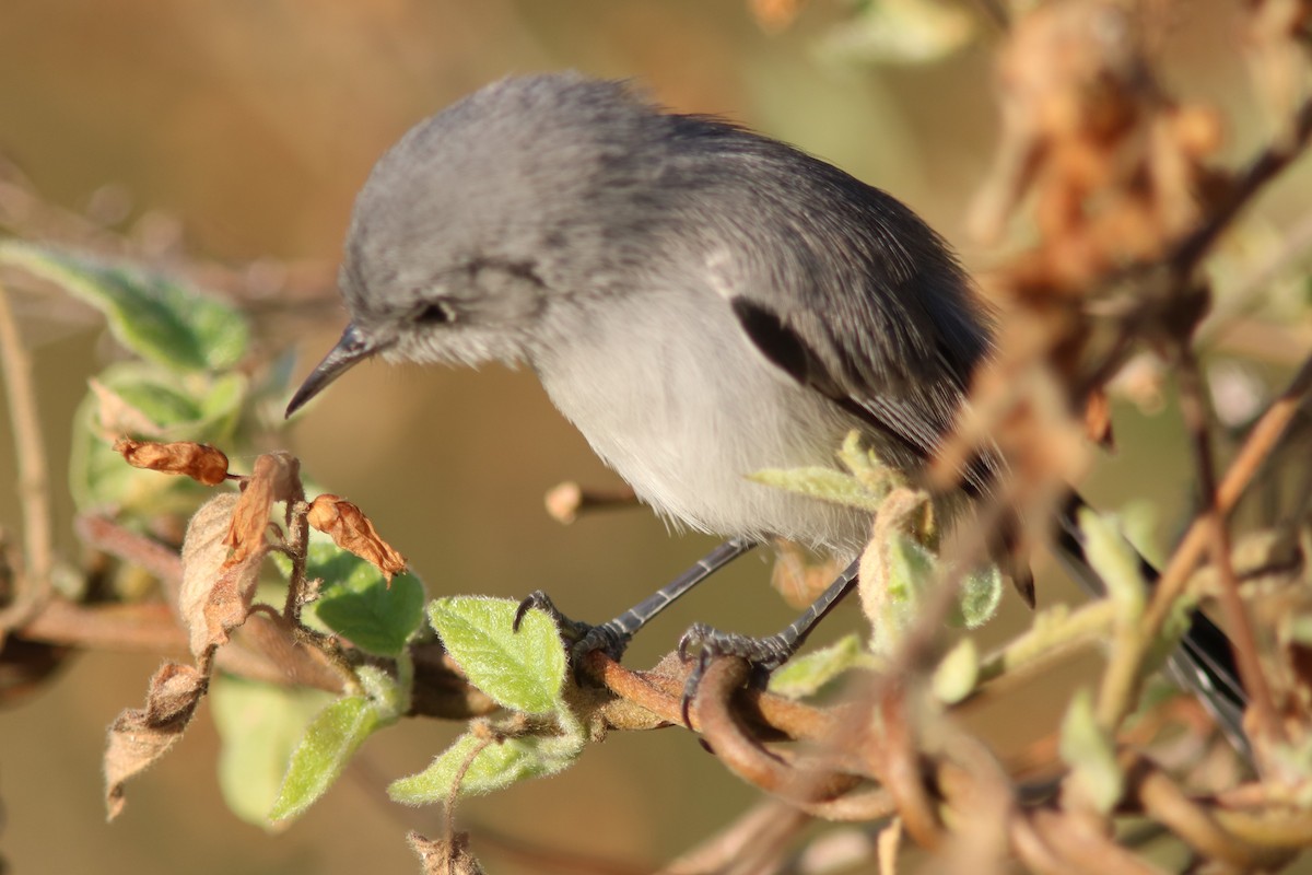 Cuban Gnatcatcher - ML415754691