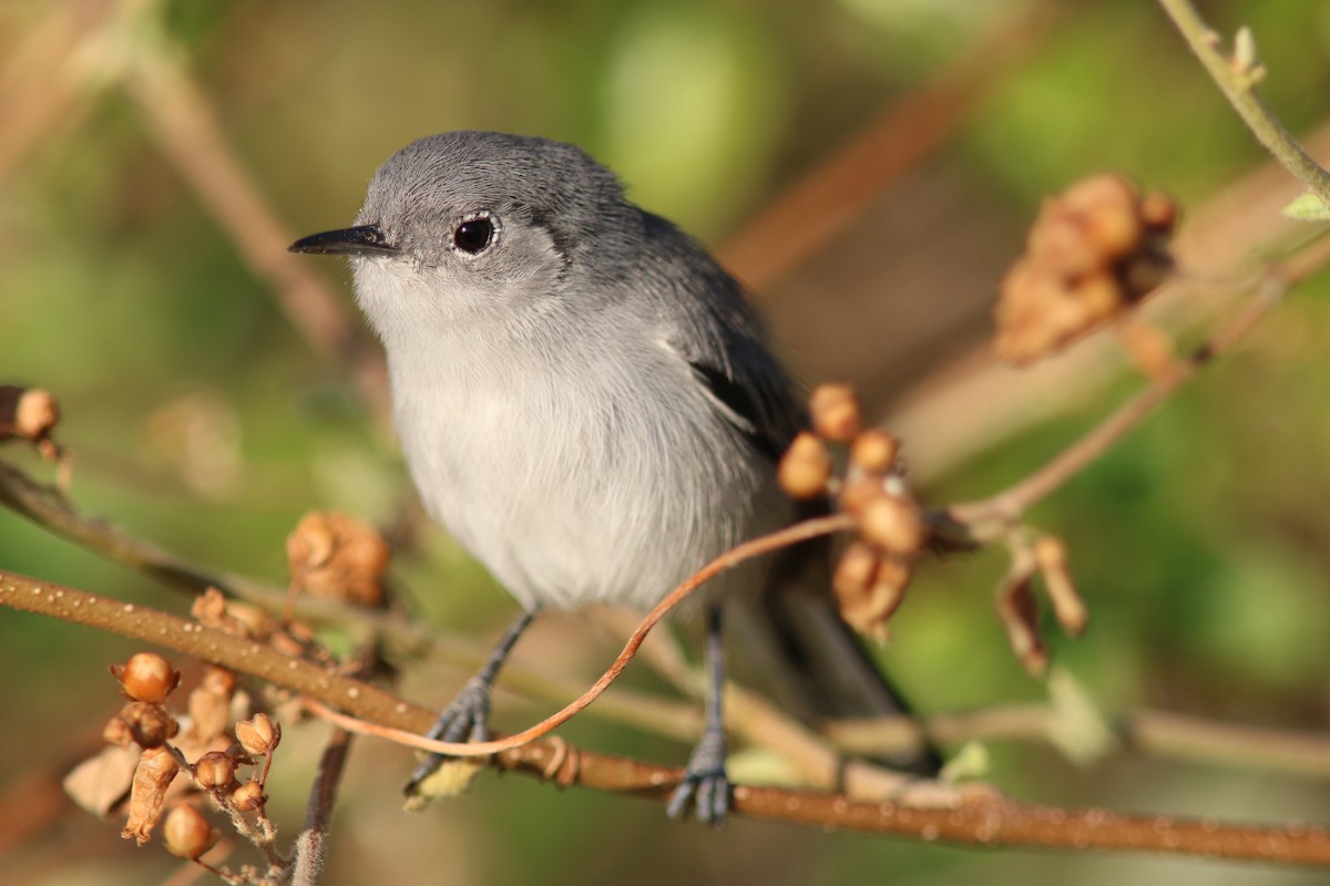 Cuban Gnatcatcher - ML415754771