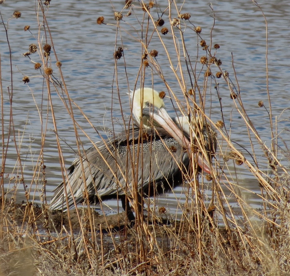 Brown Pelican - ML41575501