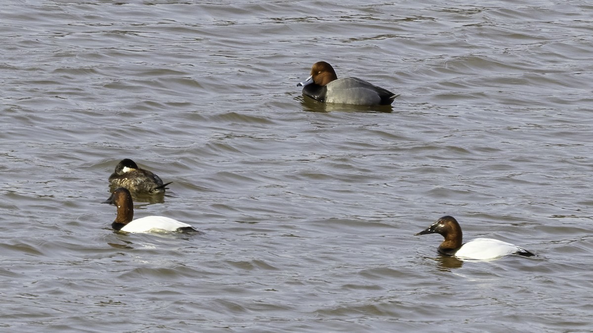 Canvasback - ML415755951
