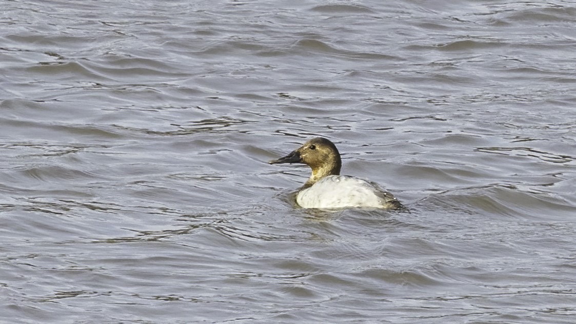 Canvasback - ML415756031