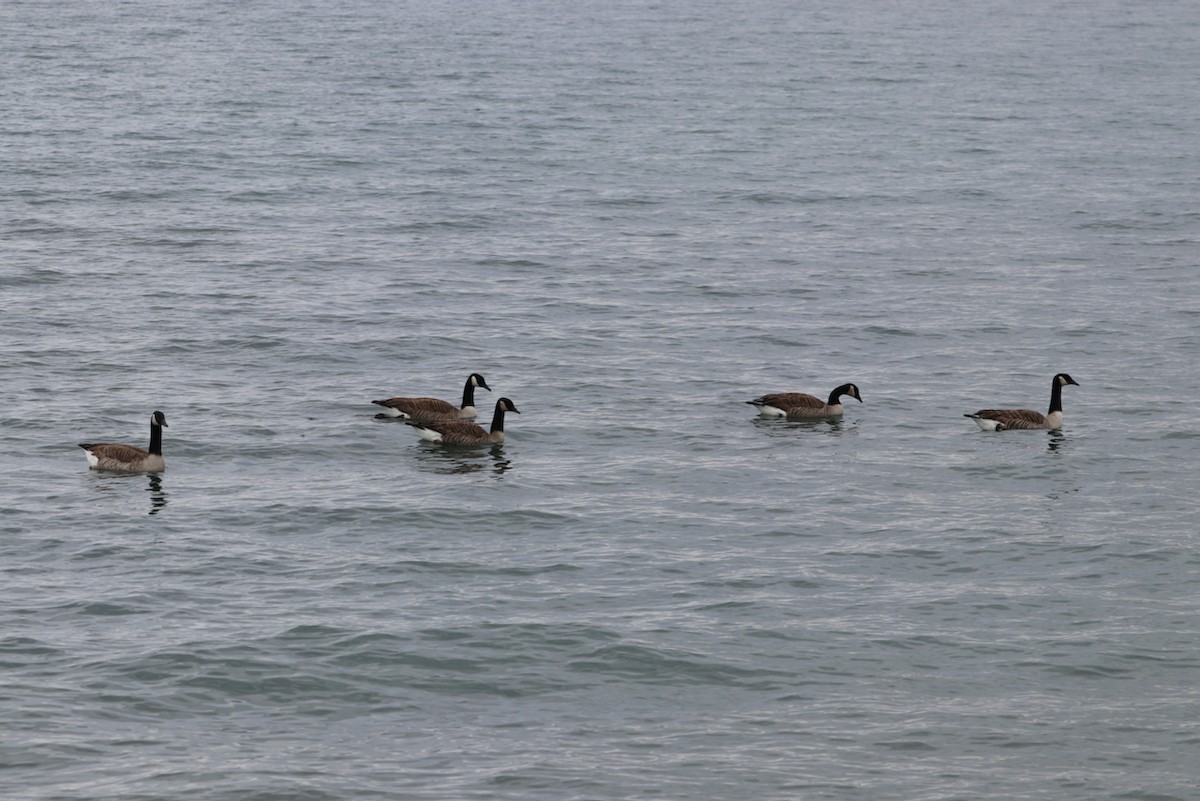 Canada Goose - ML415756511