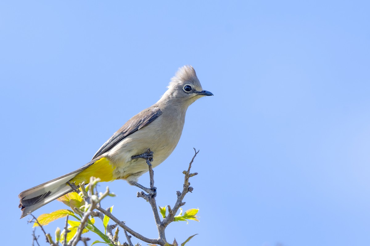 Gray Silky-flycatcher - ML415756781
