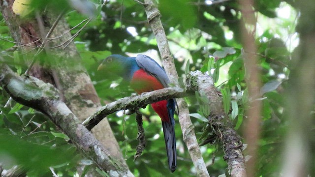 クビワオグロキヌバネドリ - ML415763551