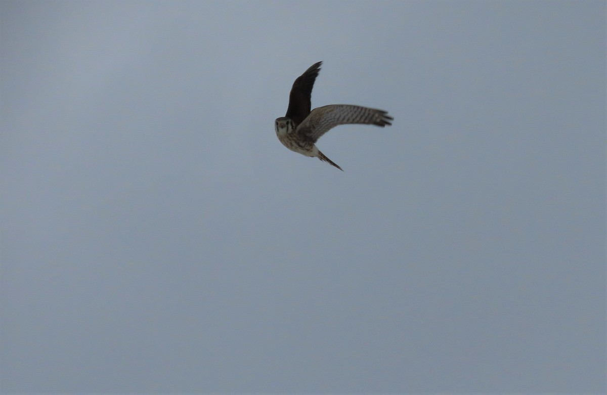 American Kestrel - ML415764071