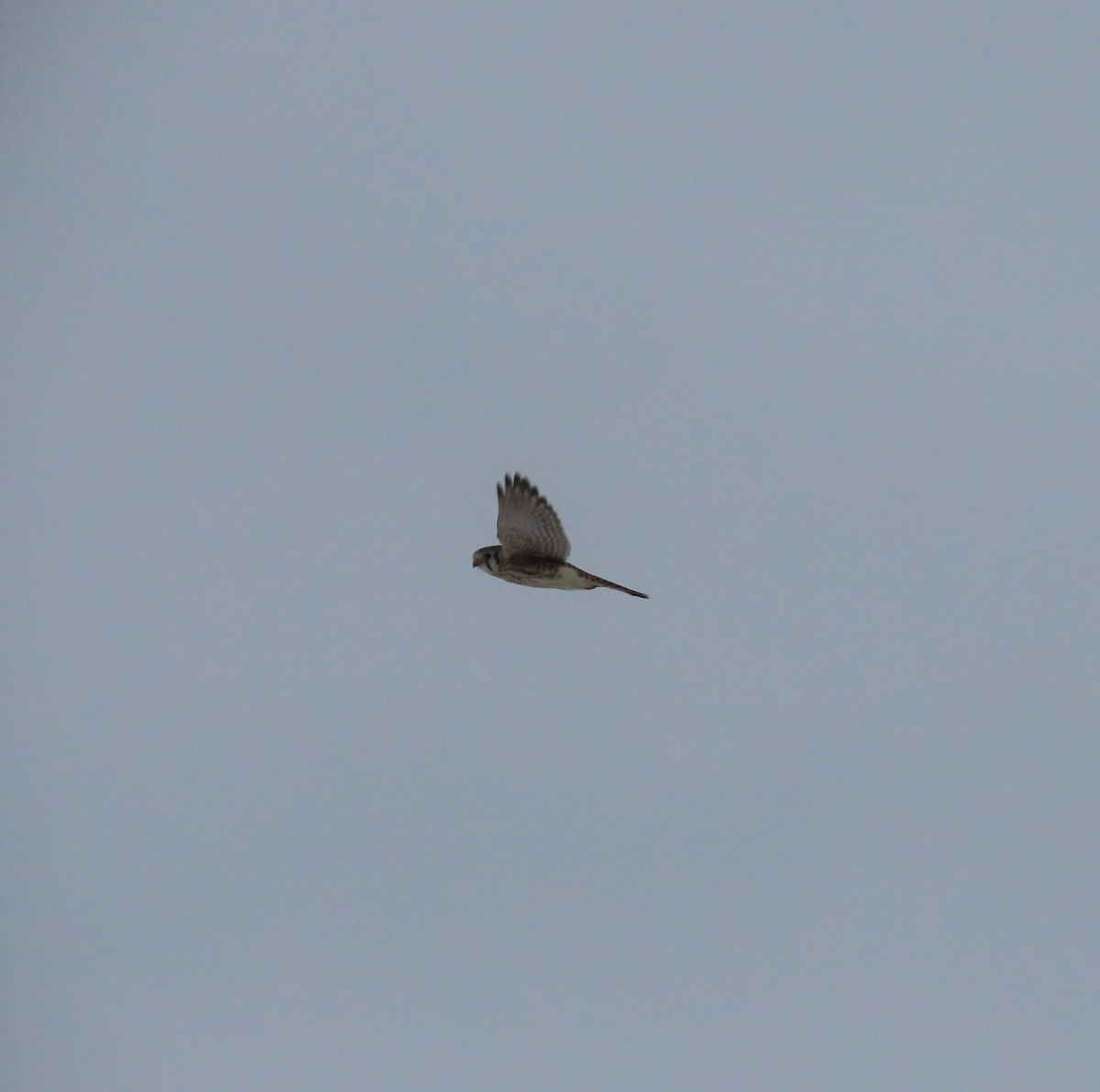 American Kestrel - ML415764081