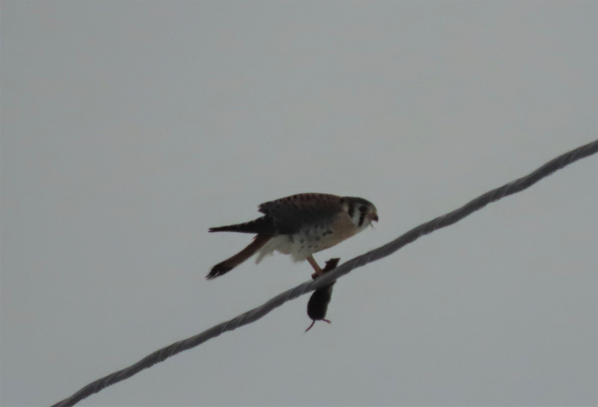 American Kestrel - ML415764091