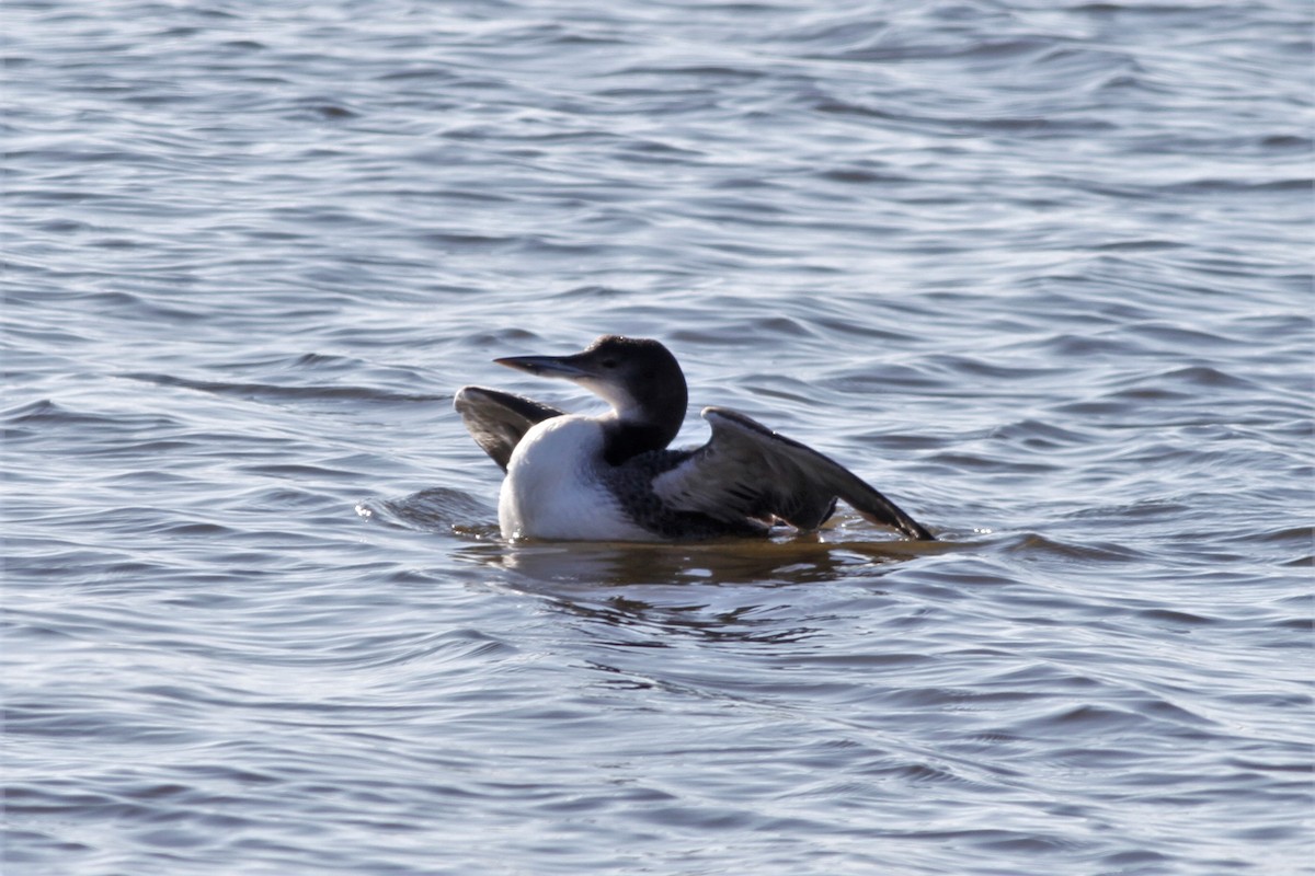 Common Loon - ML415764201