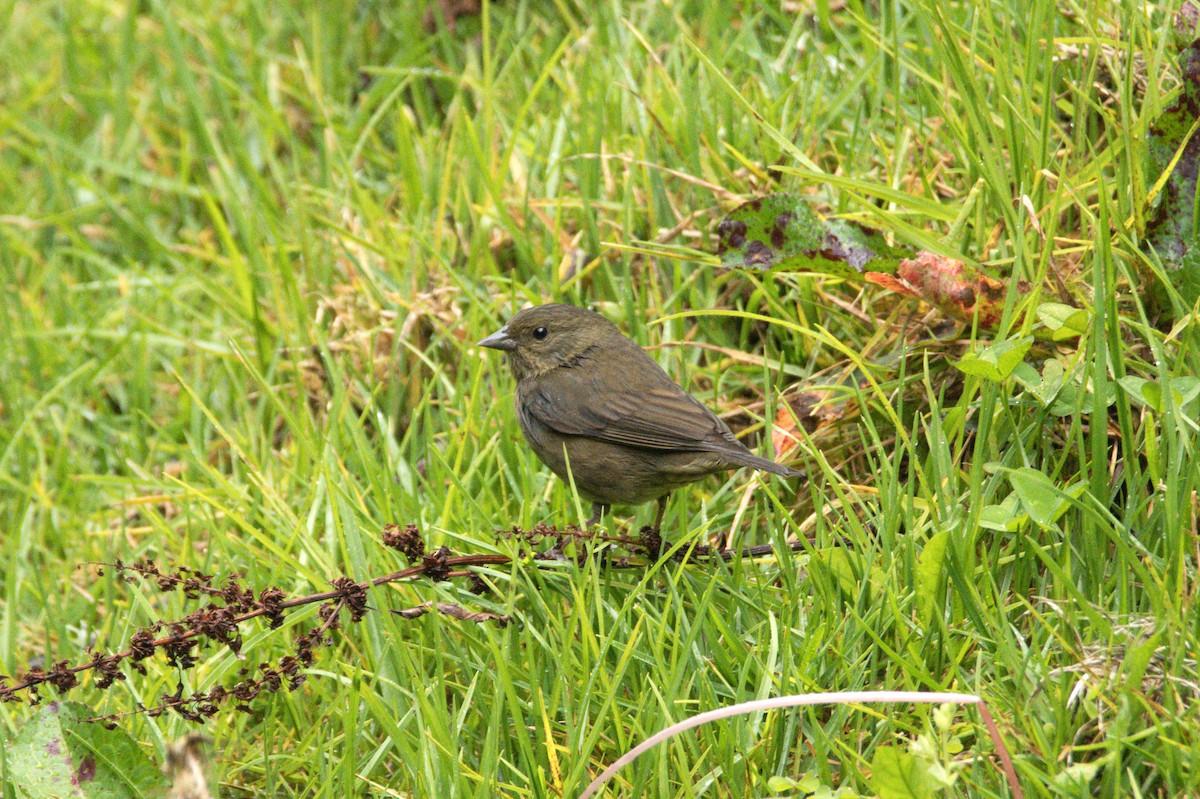 Slaty Finch - Jaime Valenzuela Trujillo