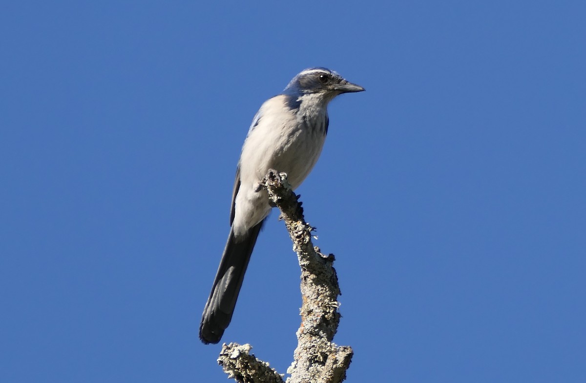 krattskrike - ML415764541