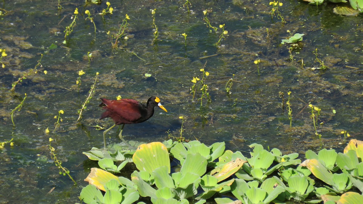 Northern Jacana - ML415768241