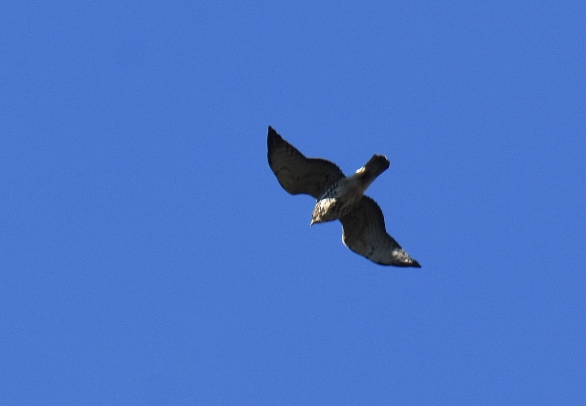 Broad-winged Hawk - Jason Vassallo