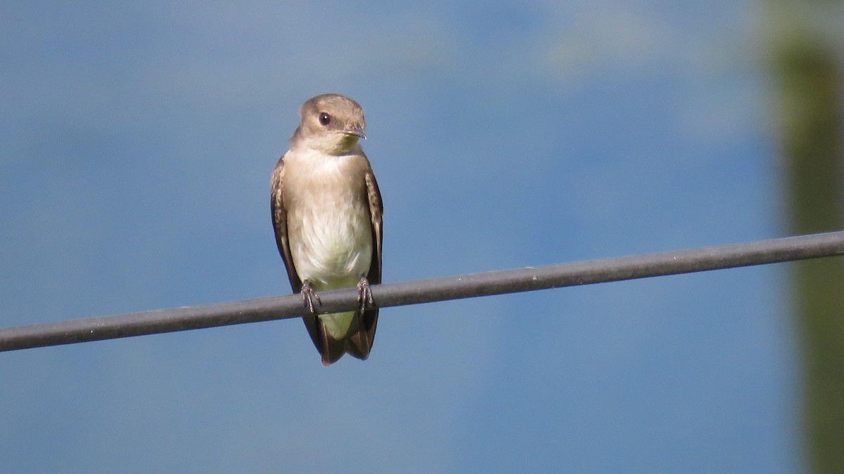 Northern Rough-winged Swallow - ML415768401