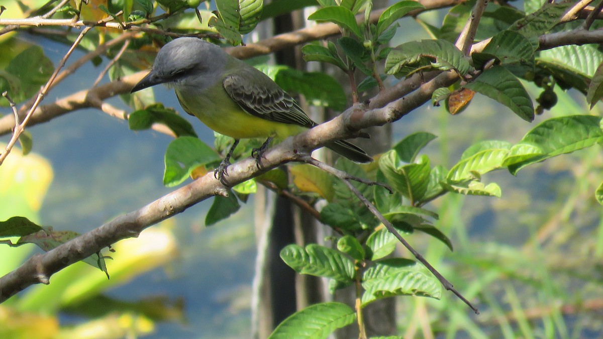 Tropical Kingbird - ML415768701