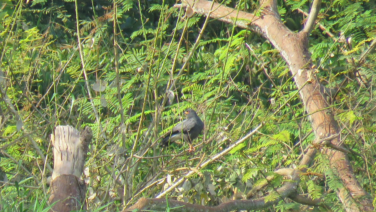 Snail Kite - ML415768981