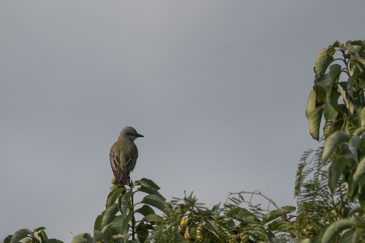 Couch's Kingbird - ML415770361