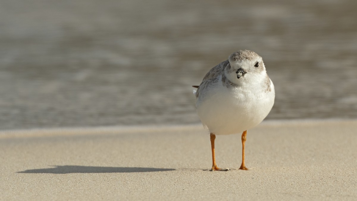 Piping Plover - ML415771181