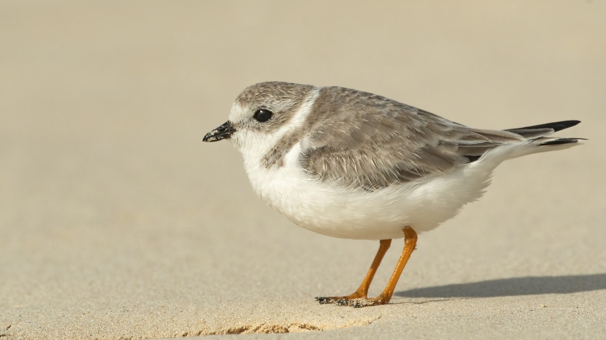 Piping Plover - ML415771231