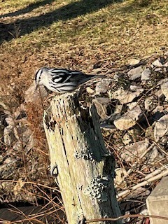 Black-and-white Warbler - ML415772801