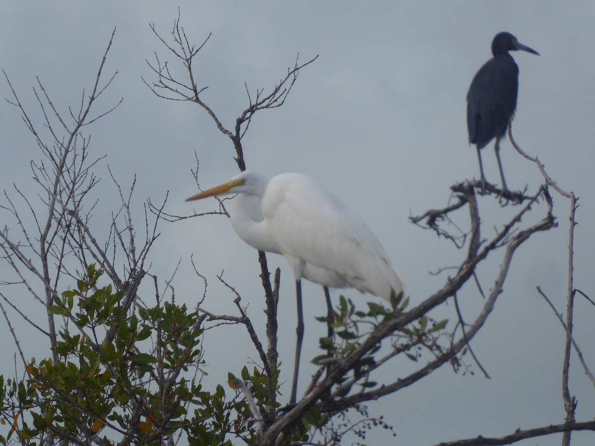 Great Egret - elwood bracey