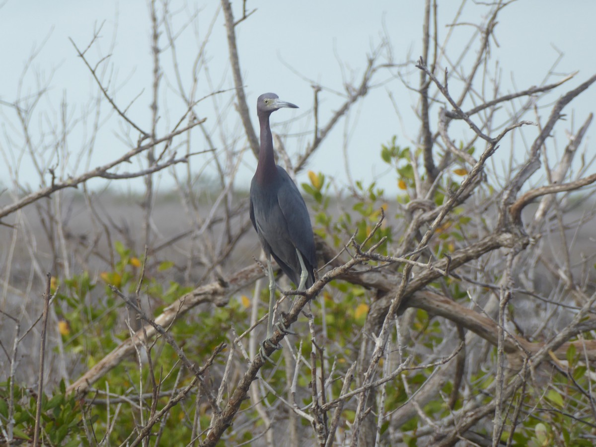 Little Blue Heron - elwood bracey