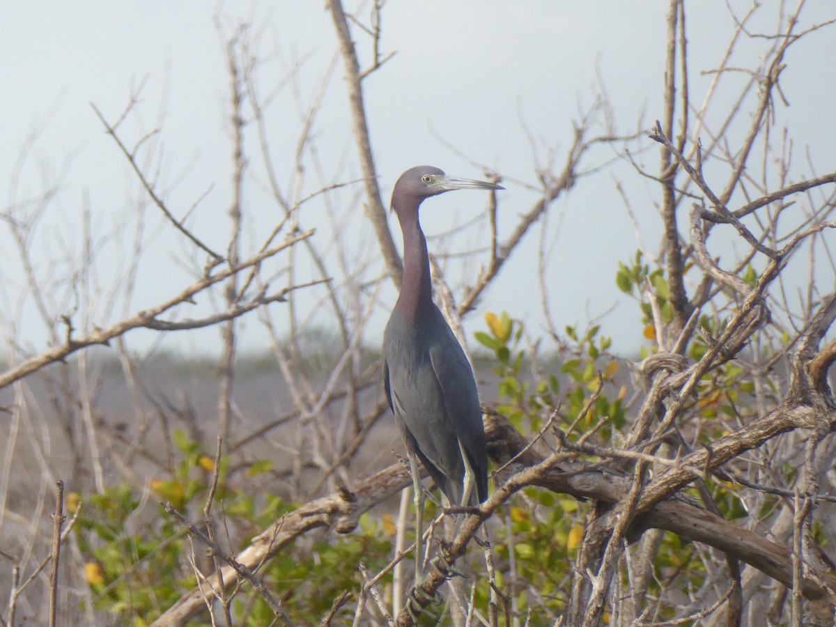 Little Blue Heron - elwood bracey