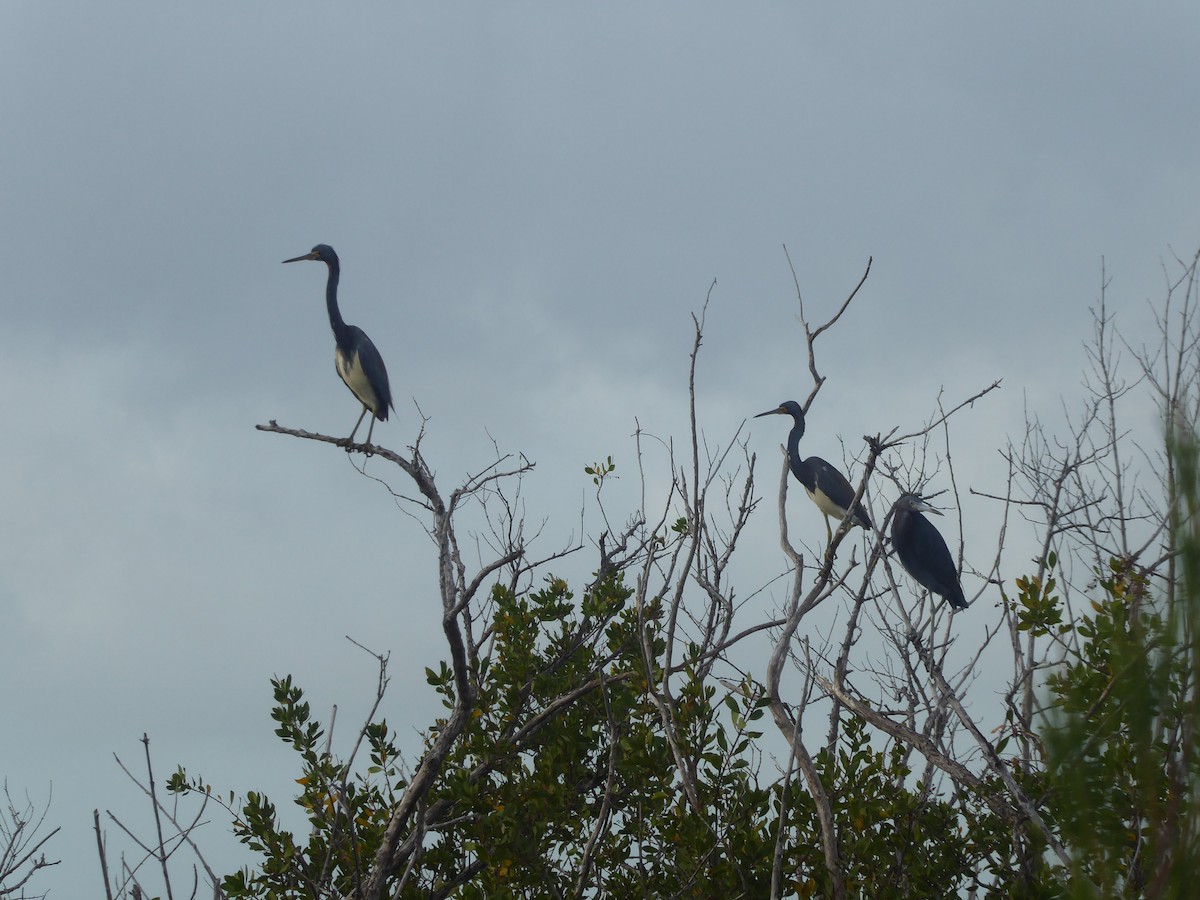 Little Blue Heron - ML415774391