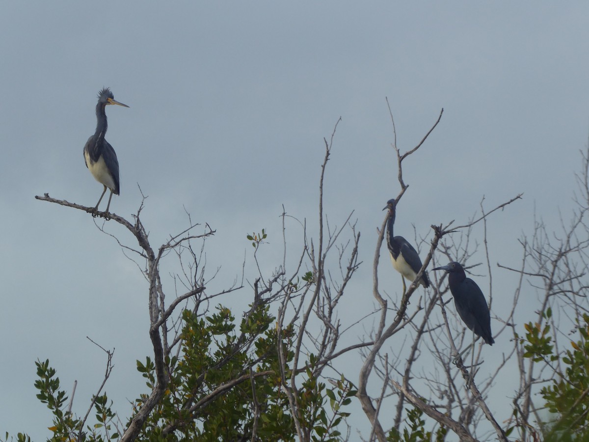 Little Blue Heron - ML415774461