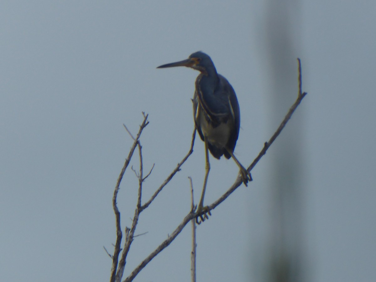 Tricolored Heron - elwood bracey