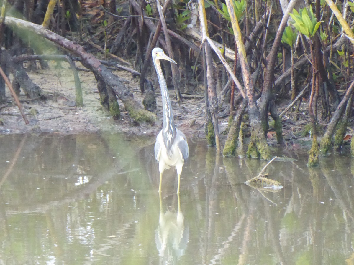 Tricolored Heron - elwood bracey