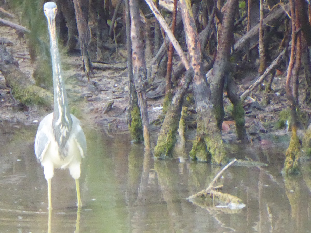 Tricolored Heron - elwood bracey