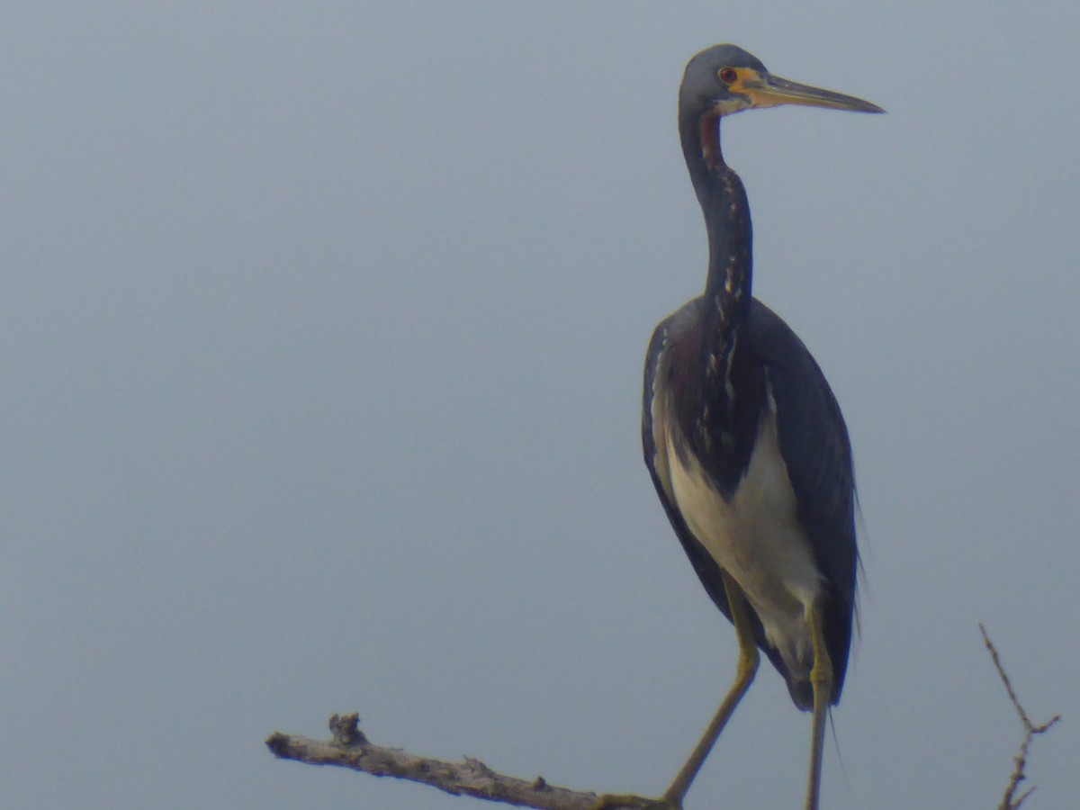 Tricolored Heron - elwood bracey