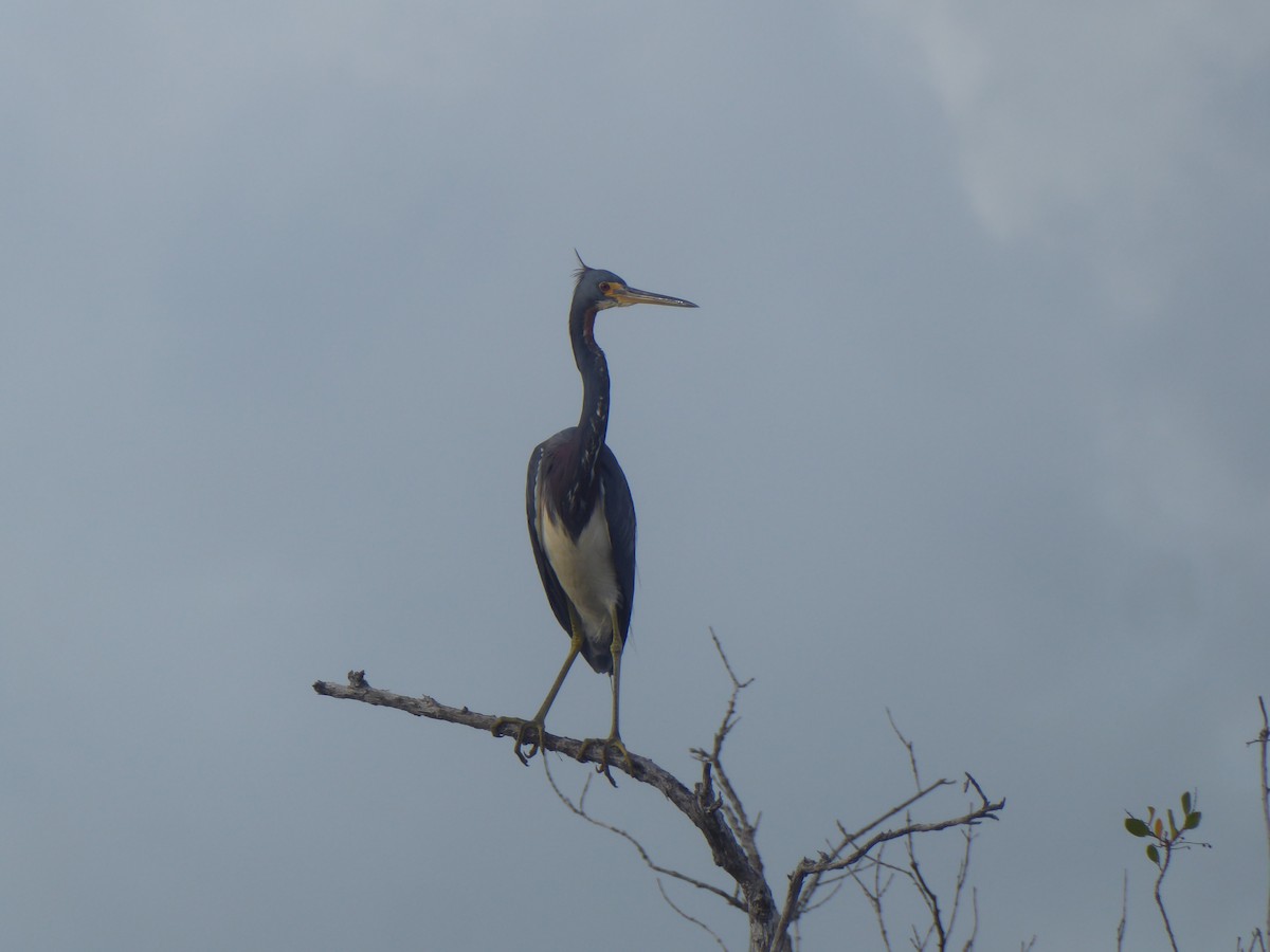 Tricolored Heron - ML415775991