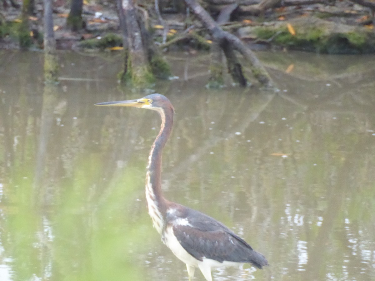 Tricolored Heron - elwood bracey