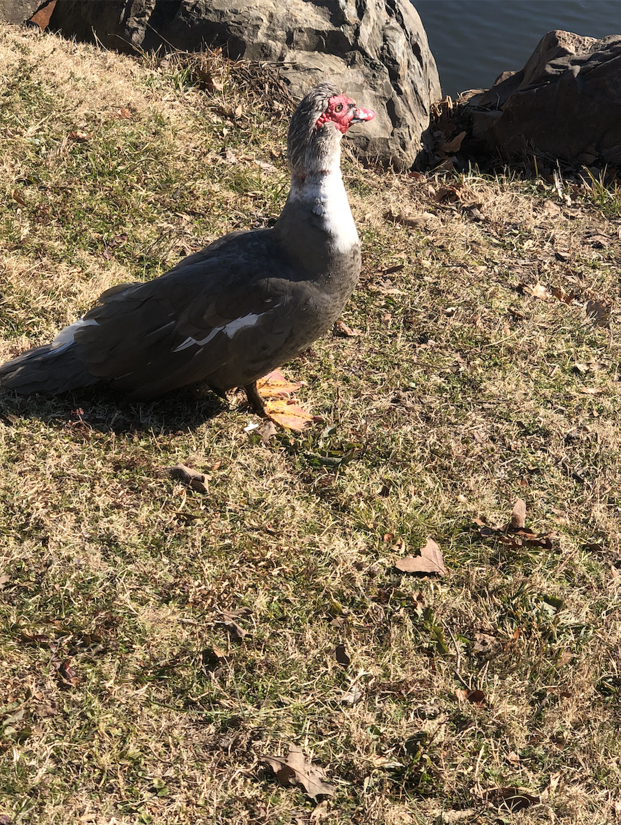 Muscovy Duck (Domestic type) - ML415776151