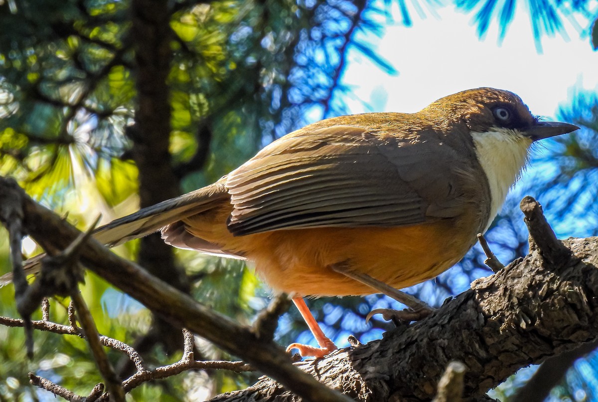 White-throated Laughingthrush - ML415777831
