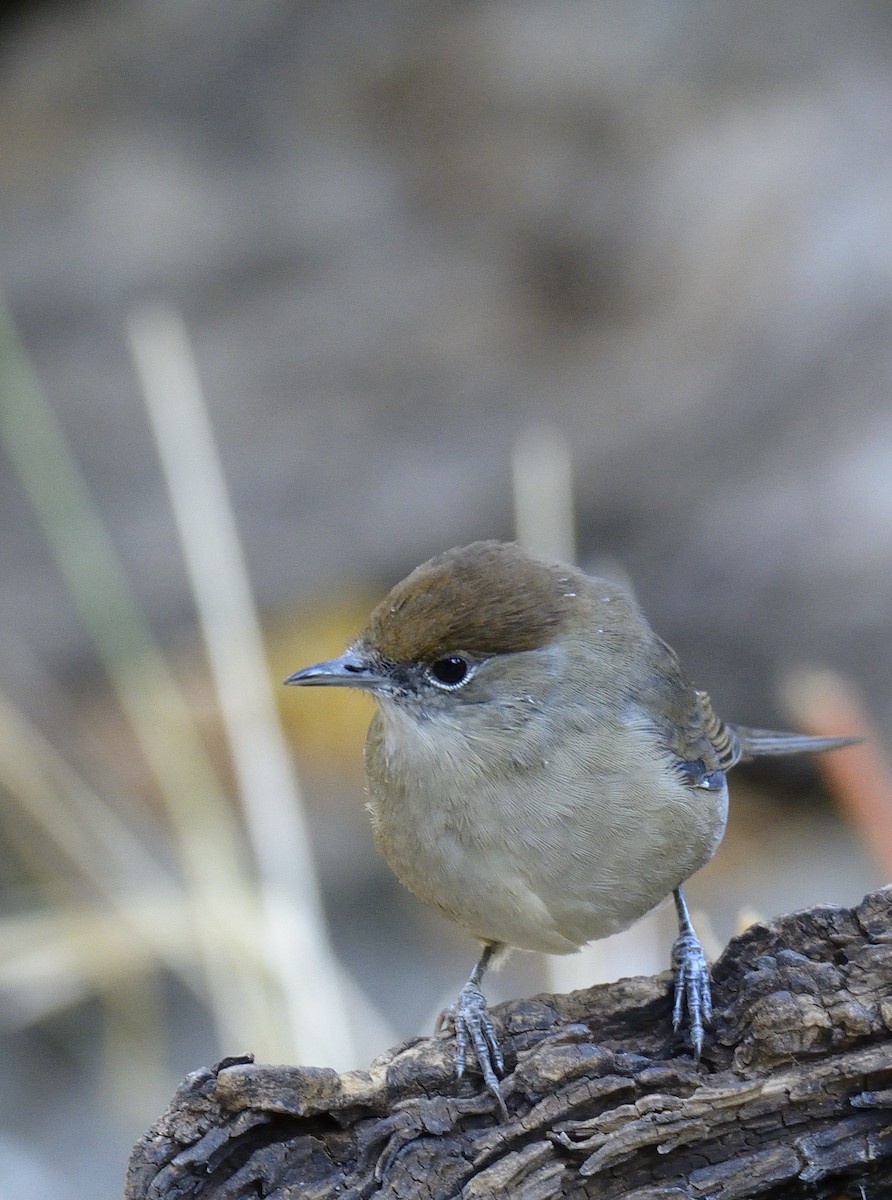 Eurasian Blackcap - ML415777861