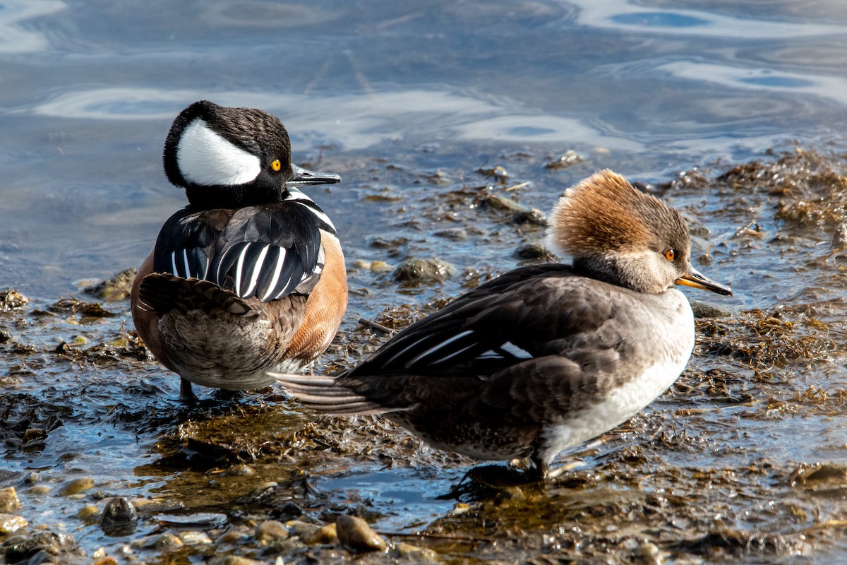 Hooded Merganser - ML415778361
