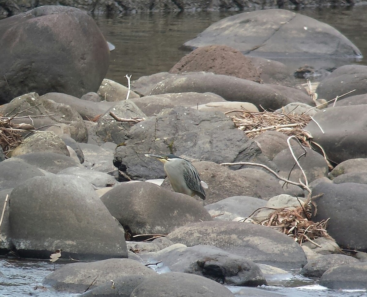 Striated Heron (Old World) - ML415779681