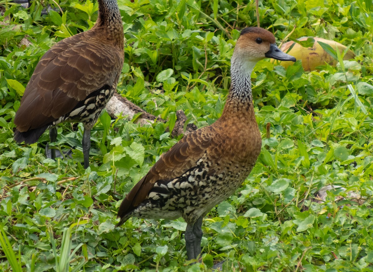 Dendrocygne des Antilles - ML415780981