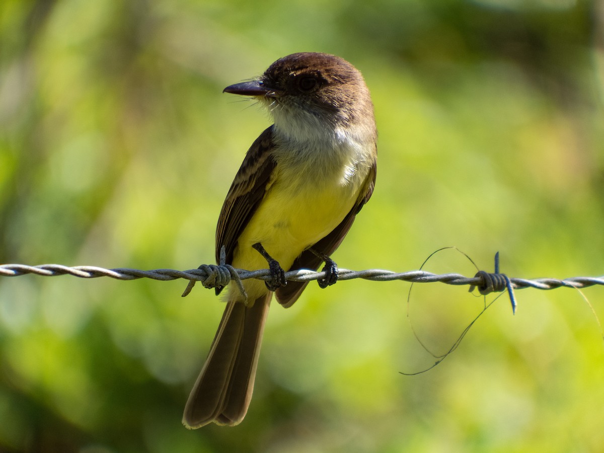 Sad Flycatcher - ML415781621