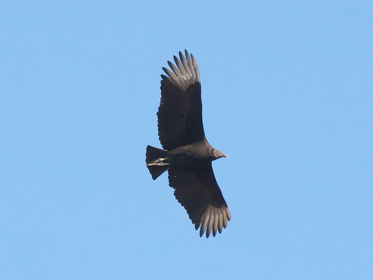 Black Vulture - Lynn Marie